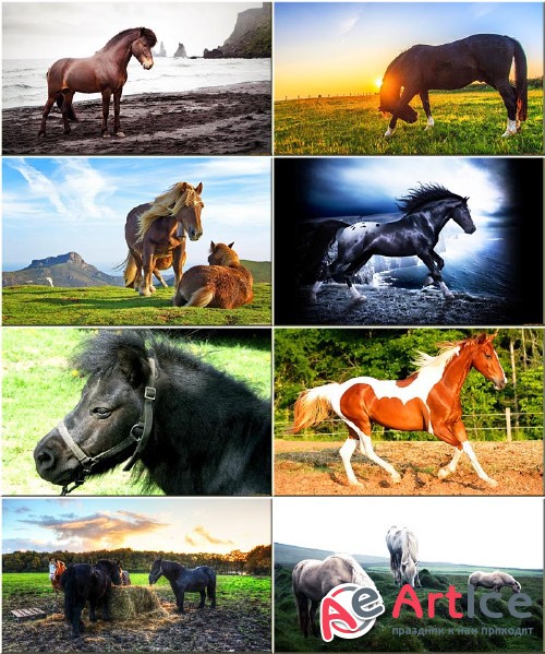 Wallpapers Horses #283