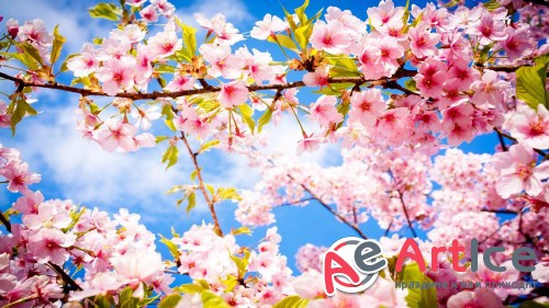 Wallpapers Mix Collection #206