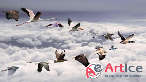 Best Mixed Wallpapers Pack #222