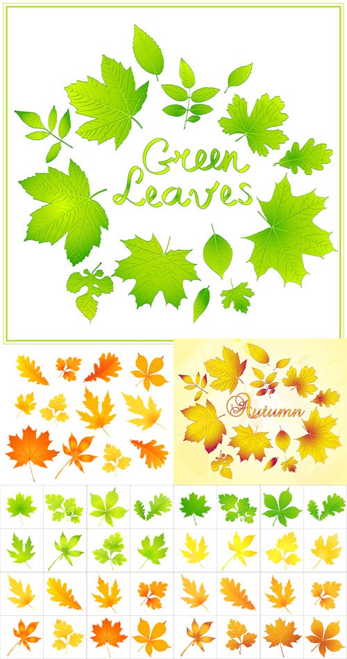 Vector Set - 5 Autumn Leaves 