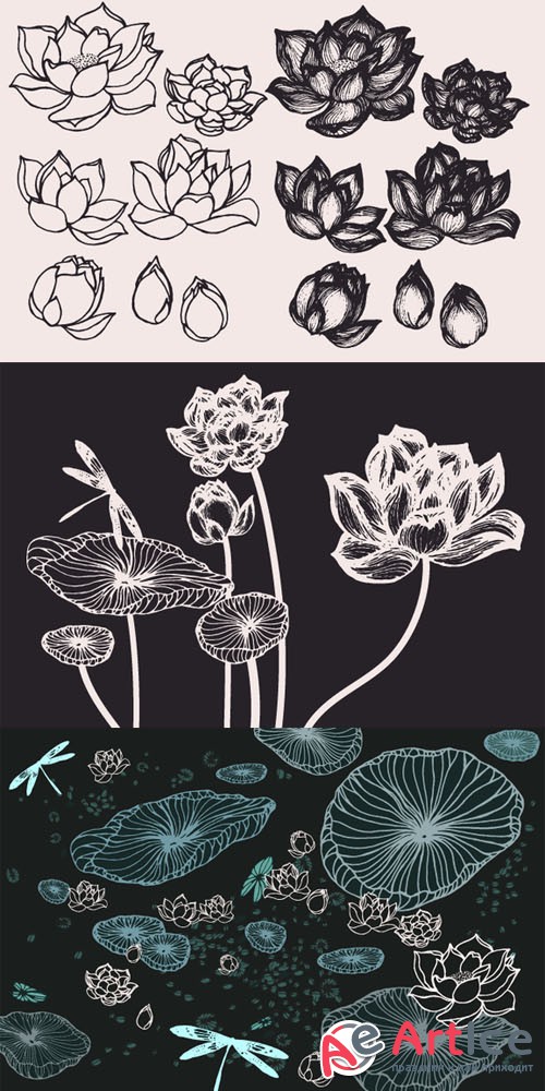 Lotus Flowers & Leaves Drawings - Creativemarket 131007
