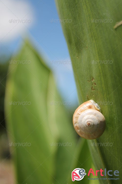Photodune - Snail climbing 5069504