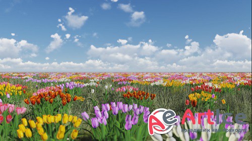 Tulips video animation 7 clip footage