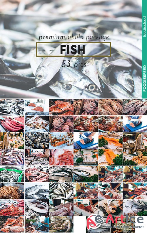 FISH - 53 Premium Photos - Creativemarket 505407