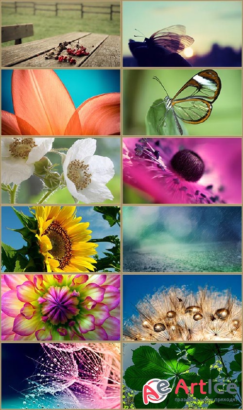 Macro Wallpapers Collection