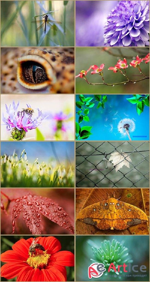 Macro Wallpapers Collection 2