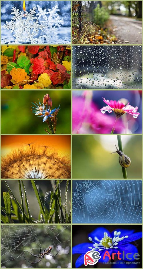 Macro Wallpapers Collection 3