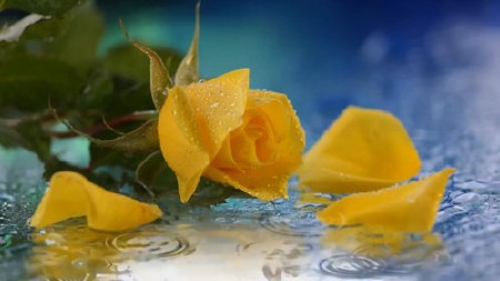 Футаж - Желтая роза и капли дождя