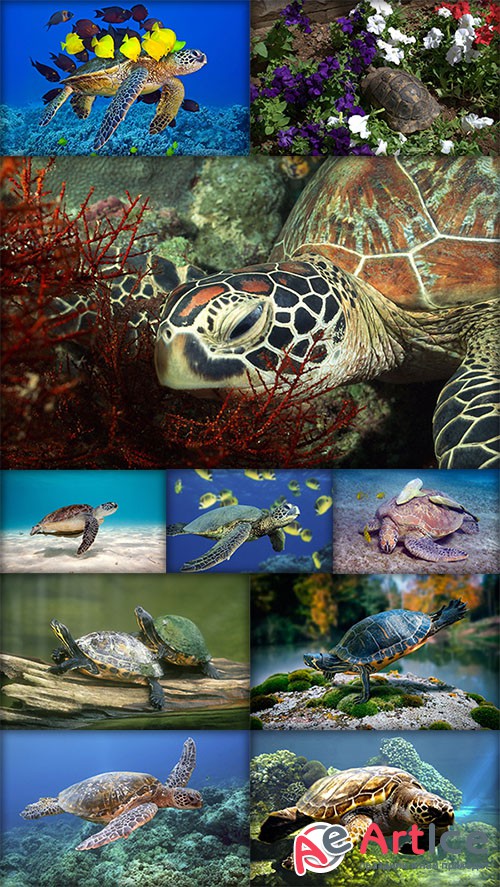 World of turtles