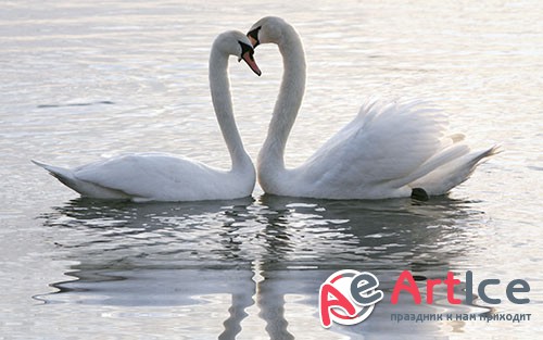 Images Mute Swan