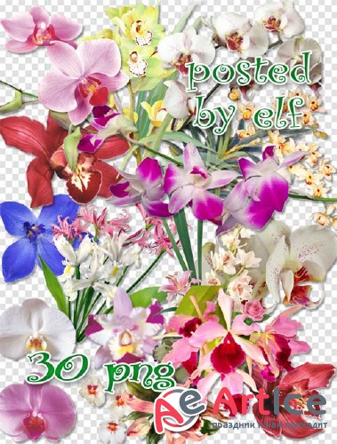 Клипарт в png - Прекрасные орхидеи 2