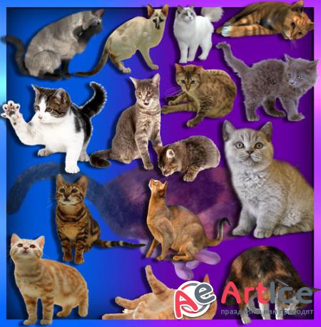 Прозрачные клипарты для фотошопа - Коты и кошки